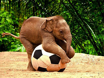 Elephant playing with balls